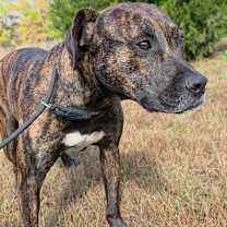 Thumbnail photo of Duke #1