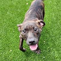 Thumbnail photo of Duke #3