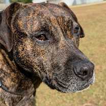 Thumbnail photo of Duke #4