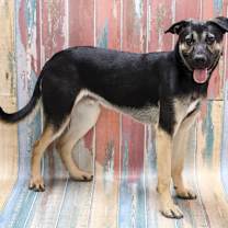 Thumbnail photo of Shadow #1