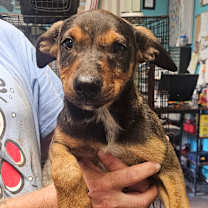 Thumbnail photo of Maverick #2