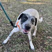 Thumbnail photo of Lieutenant #3