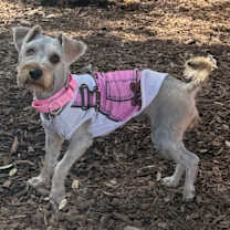 Thumbnail photo of Birdie  #3