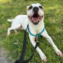 Thumbnail photo of Gander #1