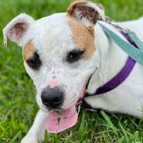 Thumbnail photo of Gander #2