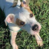 Thumbnail photo of Gander #4