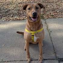 Thumbnail photo of Goldilocks #2