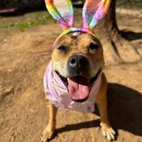 Thumbnail photo of Gracie #3