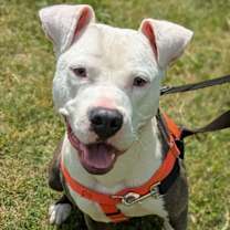 Thumbnail photo of Mr. Worldwide #1