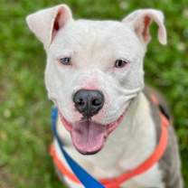 Thumbnail photo of Mr. Worldwide #2