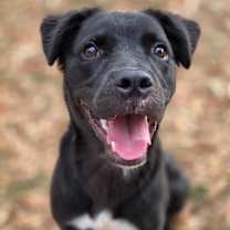 Thumbnail photo of Schwartz #1