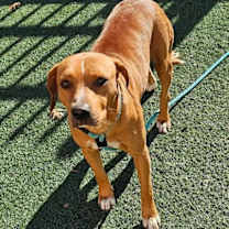 Thumbnail photo of Tator-In Foster #1