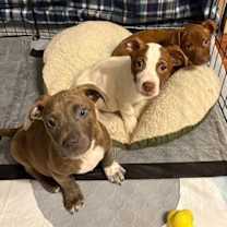 Thumbnail photo of Tassie #3