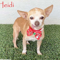 Thumbnail photo of Heidi #1