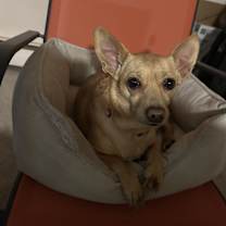 Thumbnail photo of Daisy #1