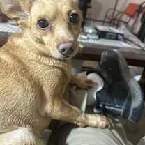 Thumbnail photo of Daisy #2