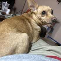 Thumbnail photo of Daisy #3