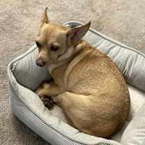 Thumbnail photo of Daisy #4