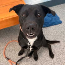 Thumbnail photo of Theo #2