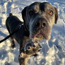 Thumbnail photo of Scully #2