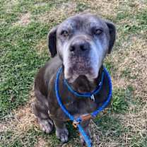 Thumbnail photo of Scully #3