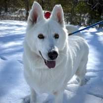 Thumbnail photo of Nala #1