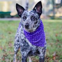 Thumbnail photo of Stella #2