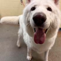 Thumbnail photo of Nala #3