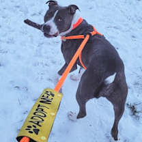 Thumbnail photo of Rocco #2