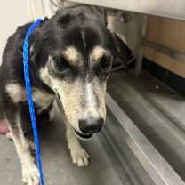 Thumbnail photo of Orca #3