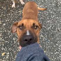 Thumbnail photo of Barley #1