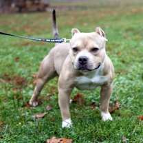 Thumbnail photo of Bruster #2