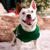 Thumbnail photo of Barkolemew - Available in Fost #1