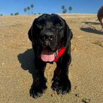 Thumbnail photo of Dudley-Special Needs - Adopt Me! #4