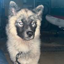 Thumbnail photo of Loki #2