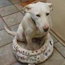 Thumbnail photo of Dwight #2