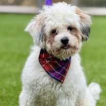 Thumbnail photo of Remy #1