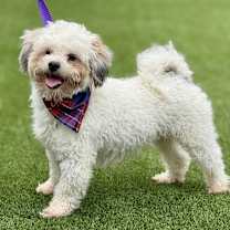 Thumbnail photo of Remy #2