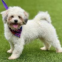 Thumbnail photo of Remy #3