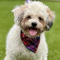 Thumbnail photo of Remy #4