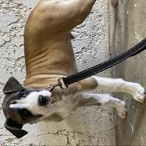 Thumbnail photo of Louie #1