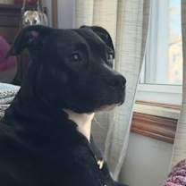 Thumbnail photo of Lenti #1