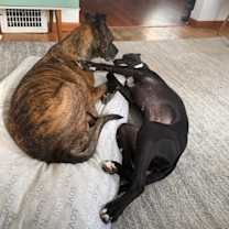 Thumbnail photo of Lenti #3