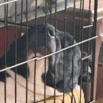 Thumbnail photo of Lenti #4