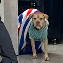 Thumbnail photo of Rosie #4