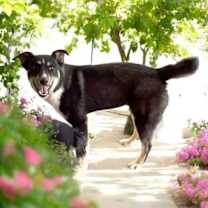 Thumbnail photo of Chip #3