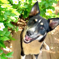 Thumbnail photo of Chip #4