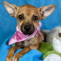 Thumbnail photo of Penelope #1