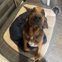 Thumbnail photo of Buck #2