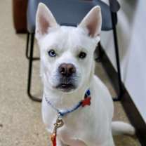 Thumbnail photo of Astro #2